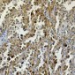 Anti-Carbonic Anhydrase 9 Antibody Antibody